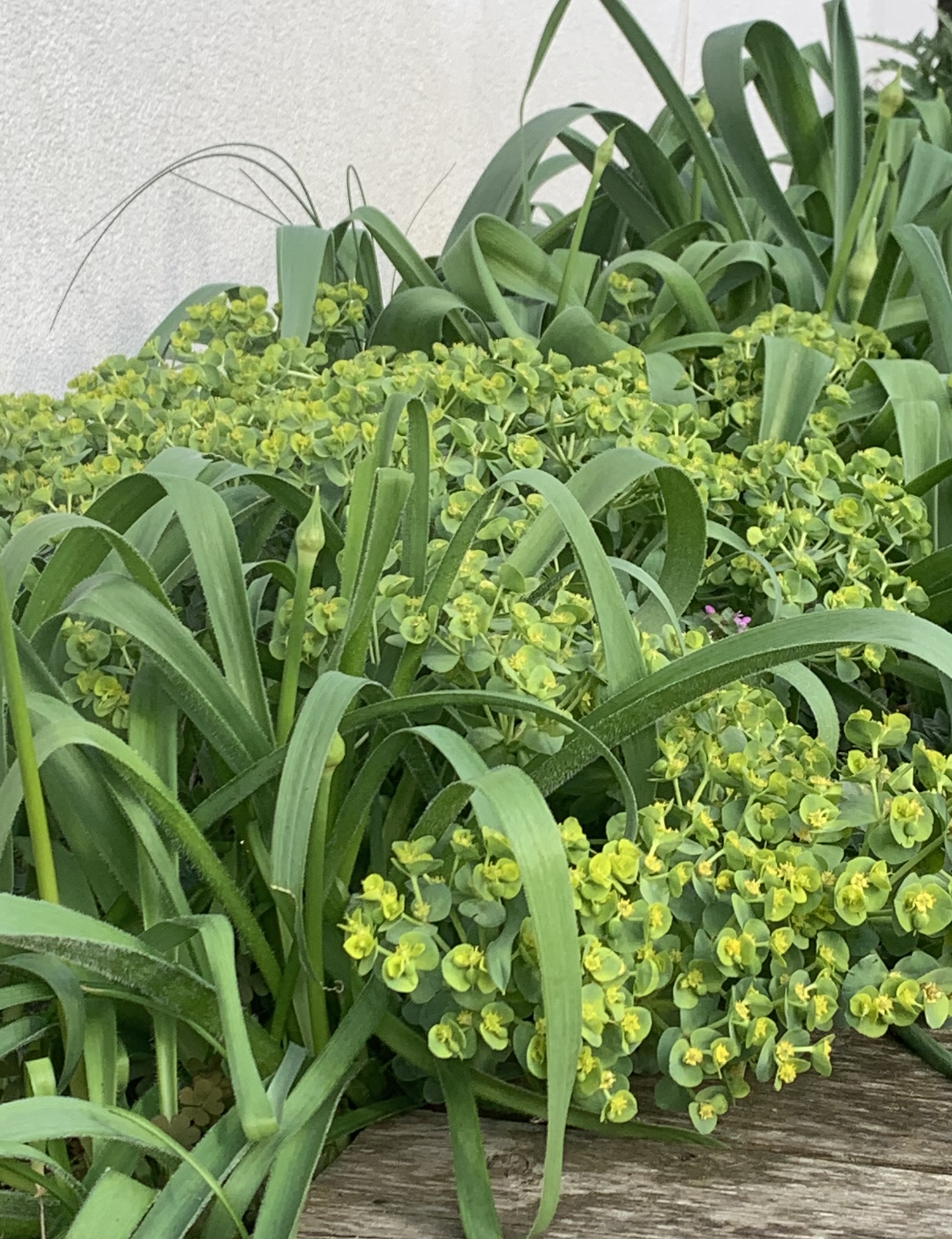 Coastal Garden Design