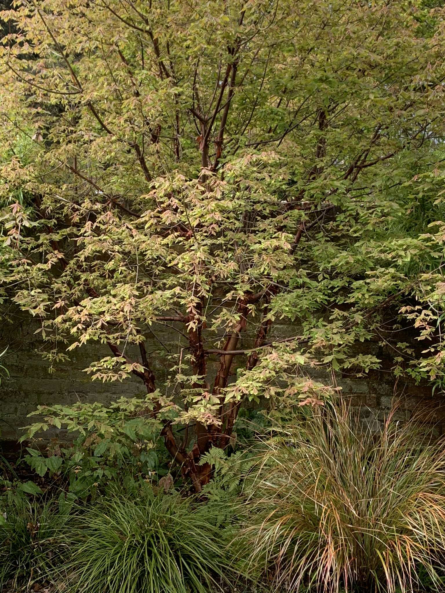 Coastal Garden Design