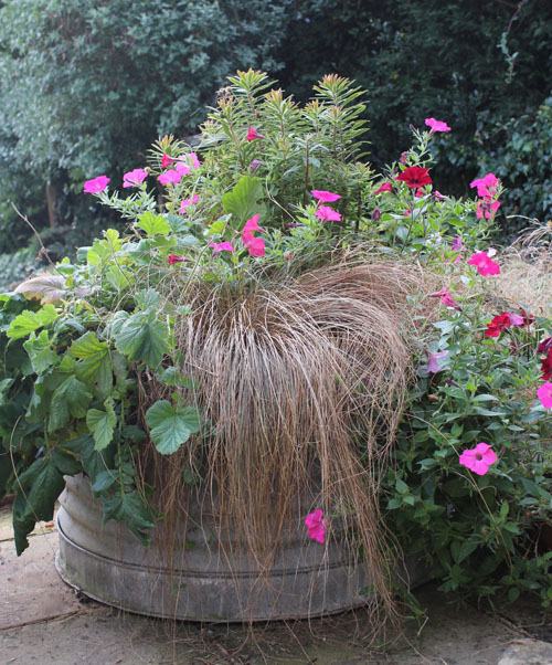 Container Plants