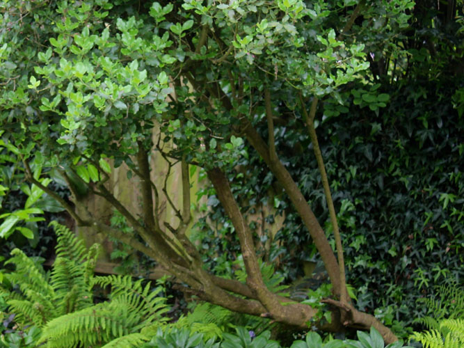 Large Family Garden Design, St Albans