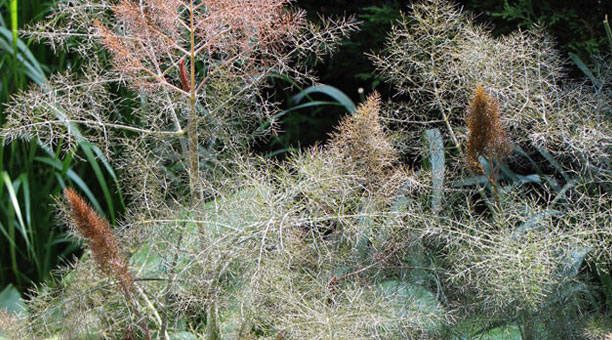 Garden design news