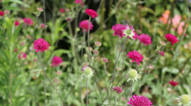 Garden testimonials Hertfordshire 