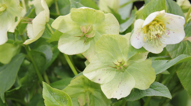 Planting for St Albans Hertfordshire Garden Design