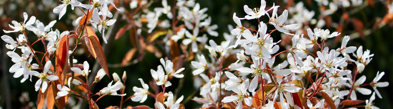 Garden Plant Design Hertfordshire