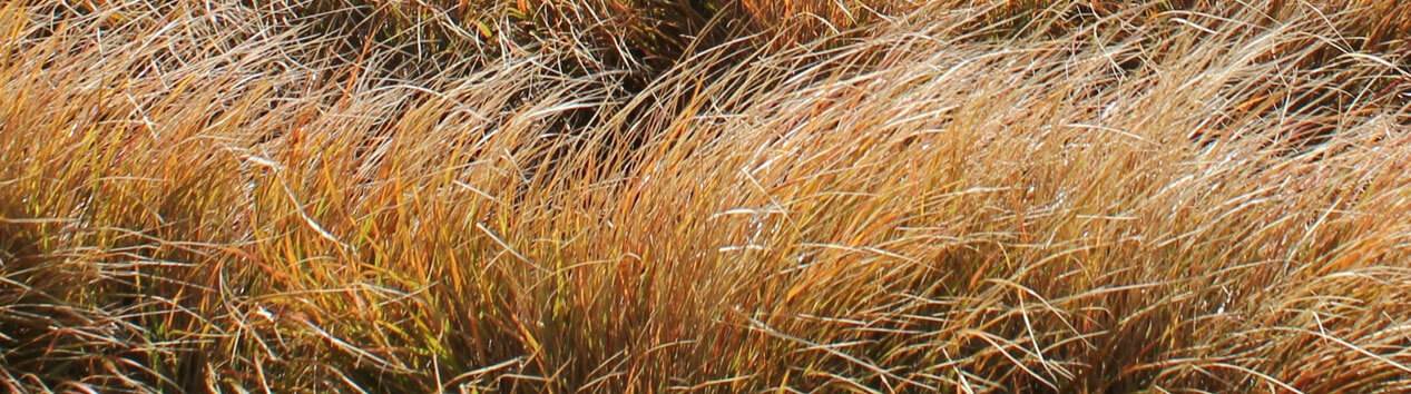 Coastal Garden Design